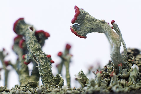cladonia